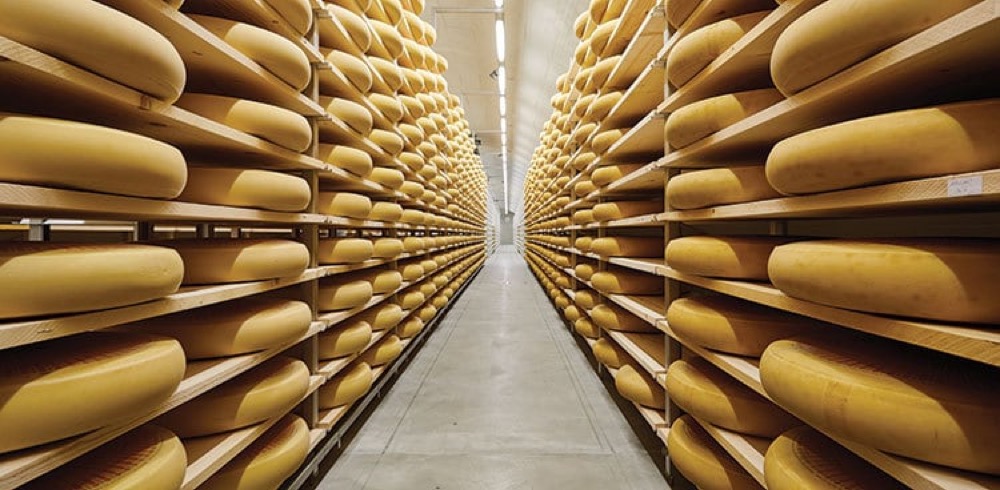 Stacked wheels of aging cheese in a storage facility.