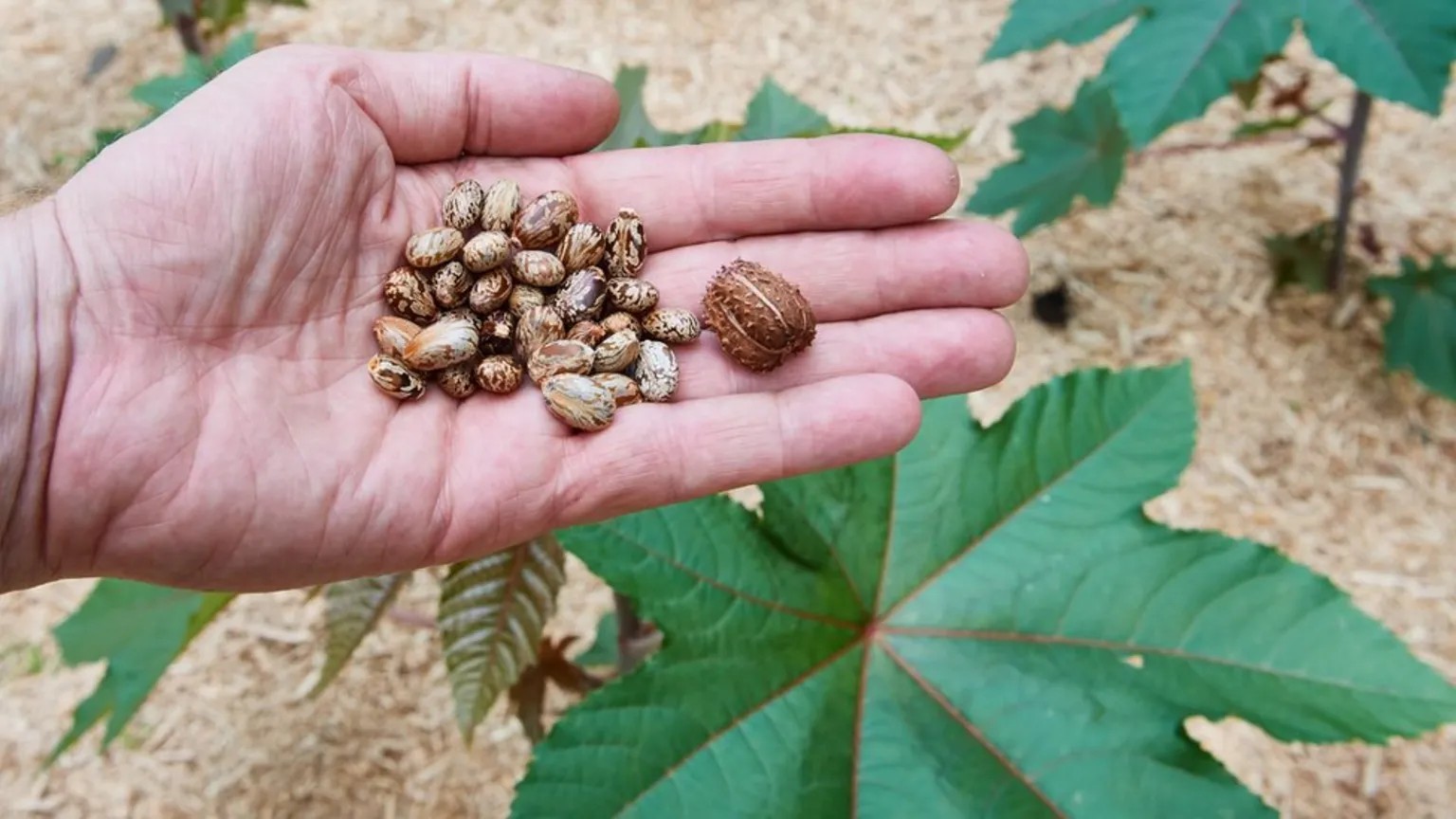 Castor beans, the natural source of ricin.